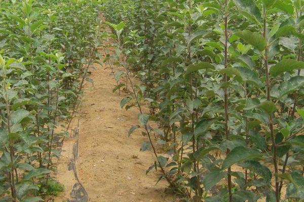 锦绣黄桃树苗市场价格多少钱一棵 锦绣黄桃栽培技术