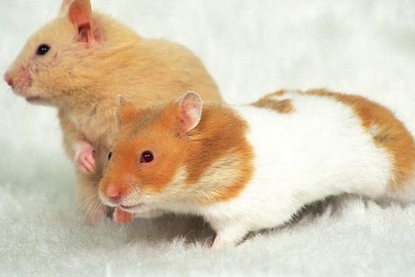 属鼠的今年多大(2018年) 属鼠今年运势如何(财运、姻缘)