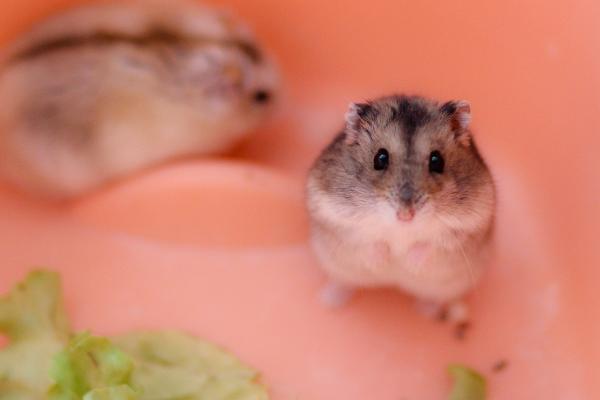 属鼠的今年多大(2018年) 属鼠今年运势如何(财运、姻缘)