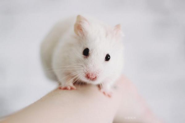 属鼠的今年多大(2018年) 属鼠今年运势如何(财运、姻缘)