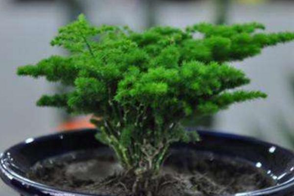 文竹怎么繁殖(扦插、播种) 文竹怎么养才能更旺盛