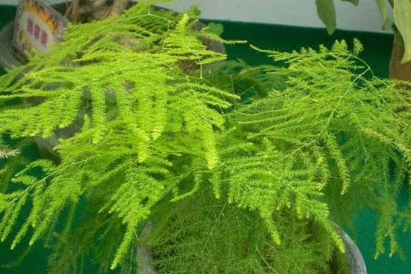 文竹怎么繁殖(扦插、播种) 文竹怎么养才能更旺盛