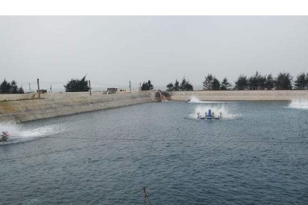 鱼塘怎么消毒 鱼塘种什么水草