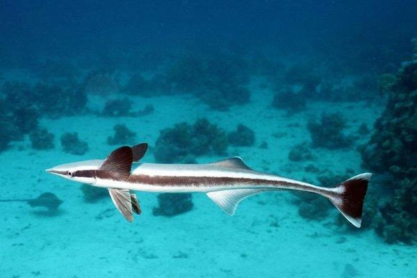 带鱼能养殖吗 带鱼产地在哪里