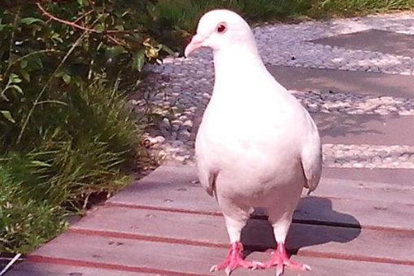 小区养鸽子到哪投诉 怎么对付邻居养鸽子