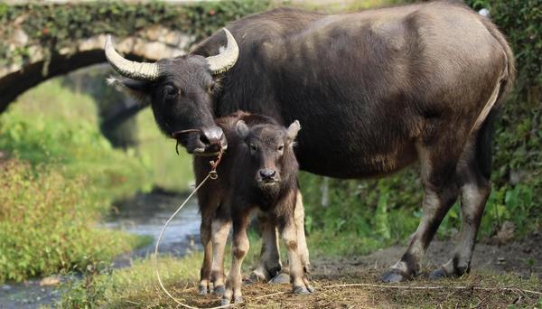 小水牛市场价格多少钱一头  水牛养殖前景怎么样