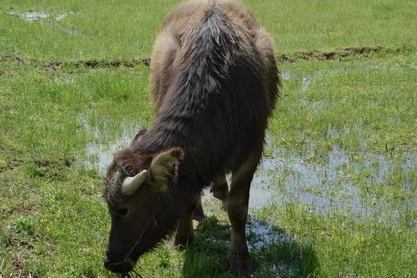 小水牛市场价格多少钱一头 水牛养殖前景怎么样