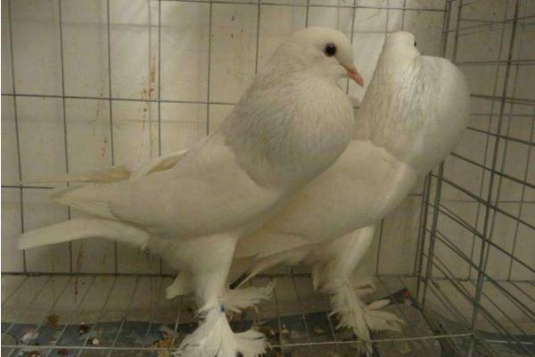 观赏鸽怎么养 观赏鸽养殖技术