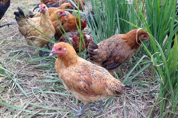 柴鸡功效与作用及禁忌 柴鸡营养价值