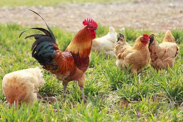 柴鸡市场价格多少钱一斤 柴鸡和哪些食物不能搭配食用