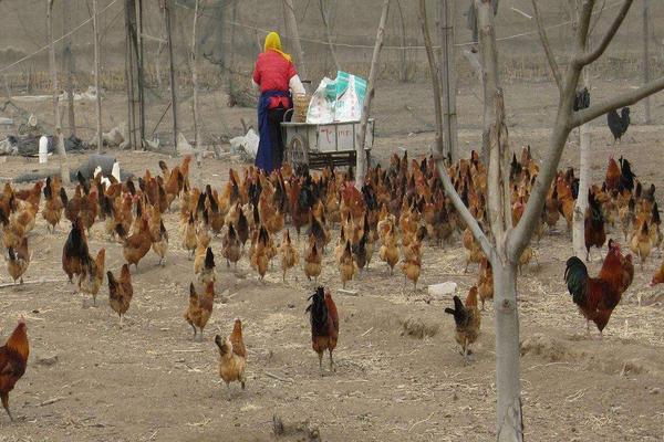 麻鸡图片大全 麻鸡是什么鸡 麻鸡简介