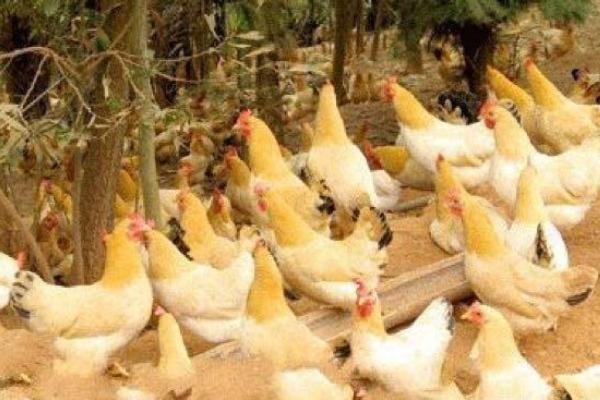 三黄鸡图片大全 什么是三黄鸡 三黄鸡简介