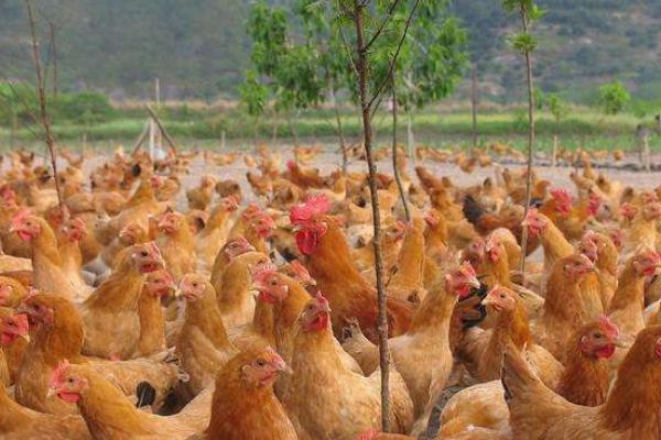 三黄鸡图片大全 什么是三黄鸡 三黄鸡简介