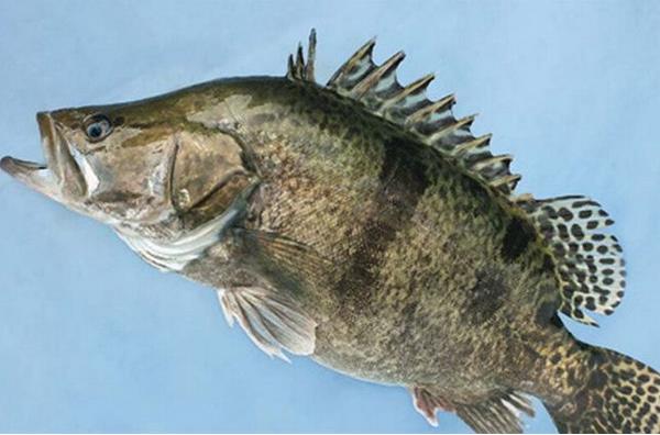 桂鱼怎么钓 钓桂鱼用什么饵料好