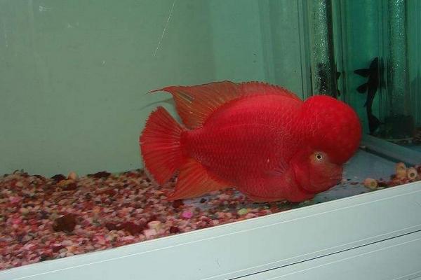 罗汉鱼市场价格多少钱一条 罗汉鱼品种排名