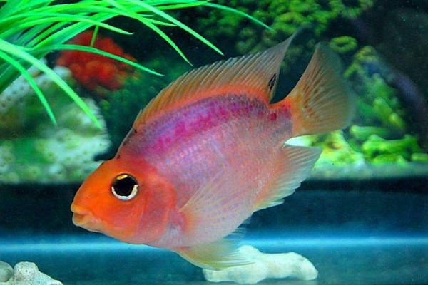 鹦鹉鱼寿命有多长 鹦鹉鱼能长多大