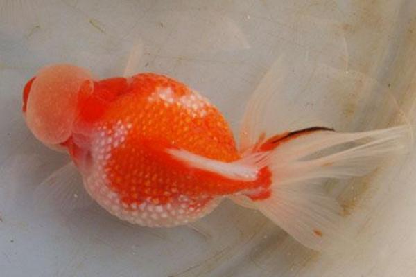 观赏鱼有哪些种类 冷水鱼观赏鱼大全(图解)