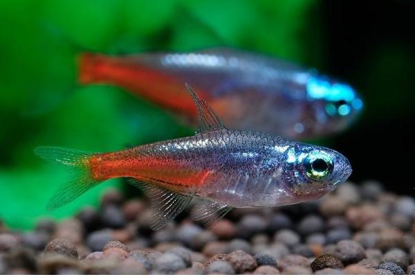 观赏鱼有哪些种类 冷水鱼观赏鱼大全(图解)