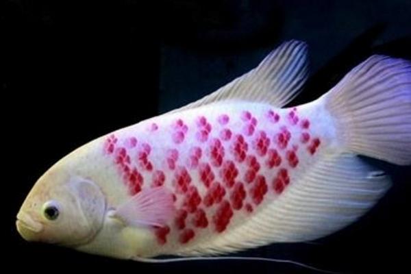 观赏鱼有哪些种类 冷水鱼观赏鱼大全(图解)