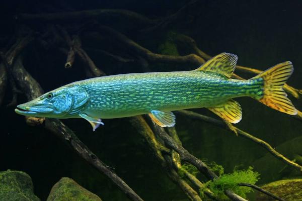 观赏鱼有哪些种类 冷水鱼观赏鱼大全(图解)