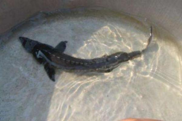 观赏鱼有哪些种类 冷水鱼观赏鱼大全(图解)