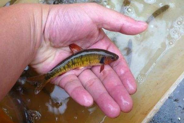 观赏鱼有哪些种类 冷水鱼观赏鱼大全(图解)