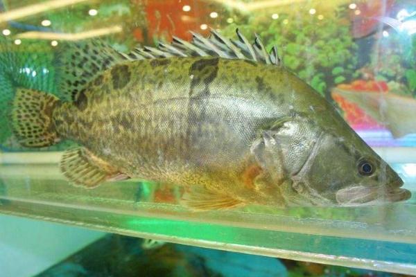 观赏鱼有哪些种类 冷水鱼观赏鱼大全(图解)