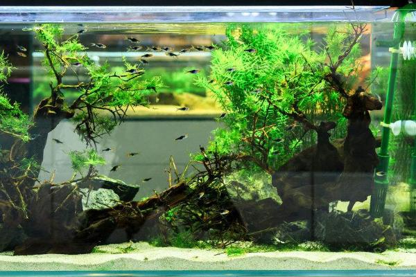 观赏鱼有哪些种类 冷水鱼观赏鱼大全(图解)