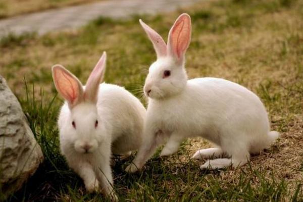 养兔子臭吗 怎么养兔子繁殖最快