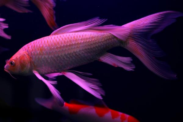 观赏鱼有哪些种类 冷水鱼观赏鱼大全(图解)