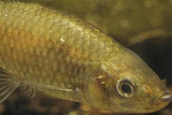 麦穗鱼市场价格多少钱一斤 麦穗鱼最大能长多大