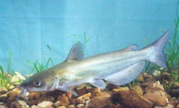 斑点叉尾鮰市场价格多少钱一斤 斑点叉尾鮰市场前景分析