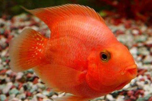 鹦鹉鱼和什么鱼混养比较好 鹦鹉鱼水温多少合适