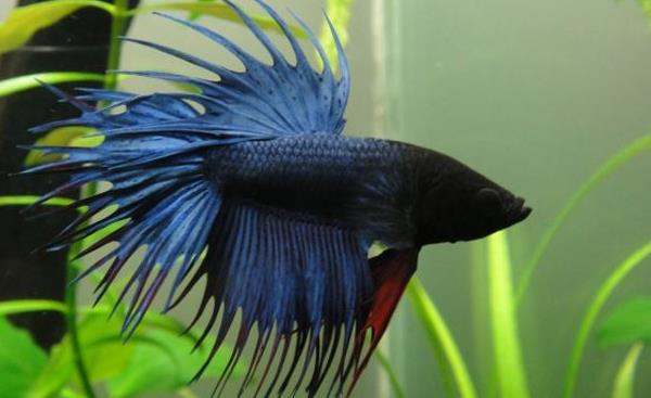 斗鱼寿命有多长 斗鱼能长多大