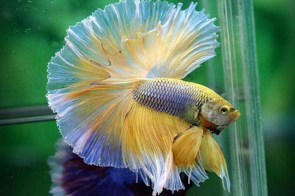 斗鱼寿命有多长 斗鱼能长多大