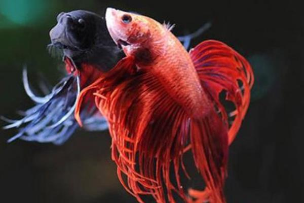 斗鱼寿命有多长 斗鱼能长多大