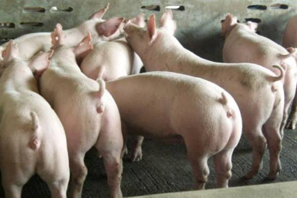 什么是三元猪 内三元猪和外三元猪的区别是什么