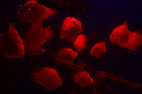 鹦鹉鱼产卵了怎么办 鹦鹉鱼产卵几天孵化小鱼