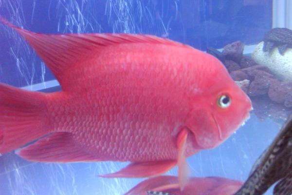 鹦鹉鱼吃什么长得快 鹦鹉鱼不吃食是什么原因