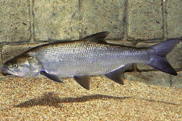 鲴鱼市场价格多少钱一斤 鲴鱼怎么钓