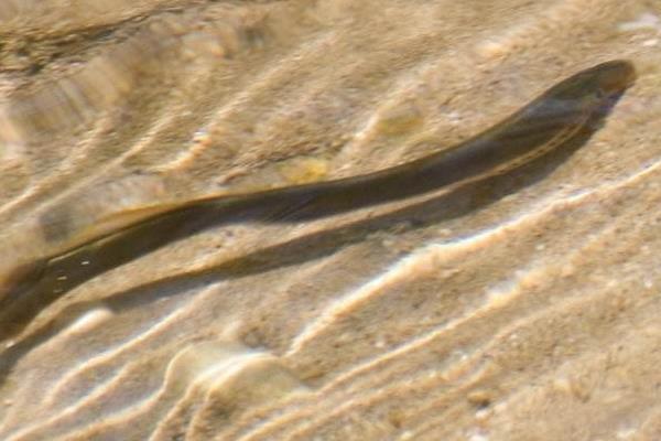 僵尸鱼是什么鱼 僵尸鱼特点及介绍