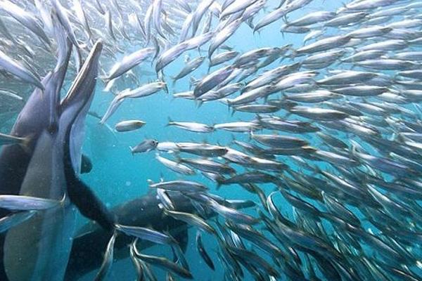 沙丁鱼市场价格多少钱一斤 沙丁鱼是海鱼吗