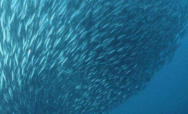 沙丁鱼市场价格多少钱一斤 沙丁鱼是海鱼吗