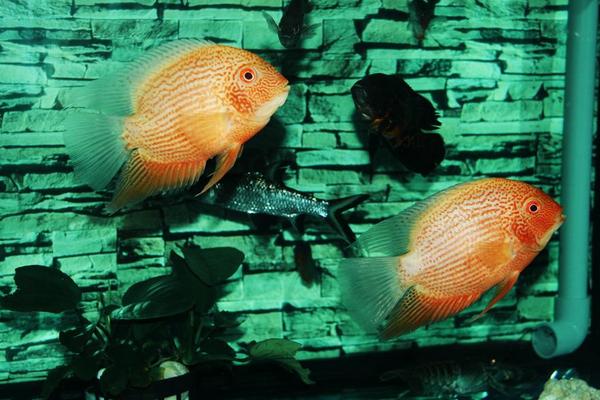 菠萝鱼能活多久 菠萝鱼能长多大