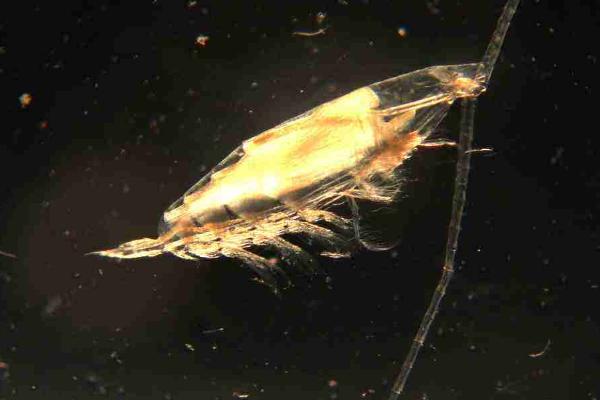 斗鱼能和什么鱼混养 斗鱼养殖方法与注意事项