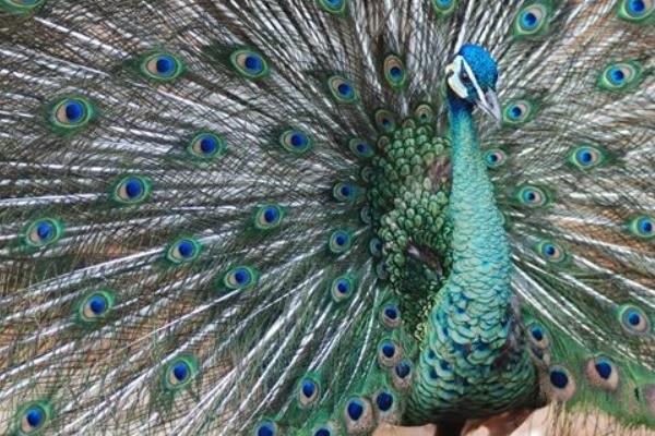 小孔雀市场价格多少钱一只 小孔雀怎么养