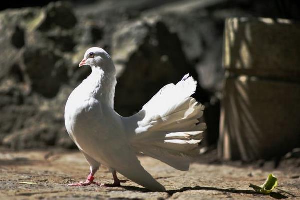 孔雀鸽市场价格多少钱一对 孔雀鸽怎么养