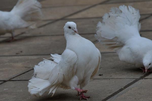 孔雀鸽市场价格多少钱一对 孔雀鸽怎么养