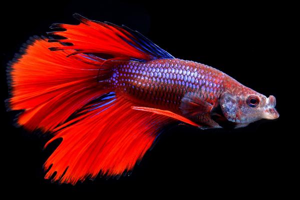 斗鱼吃什么饲料 斗鱼一天喂几次