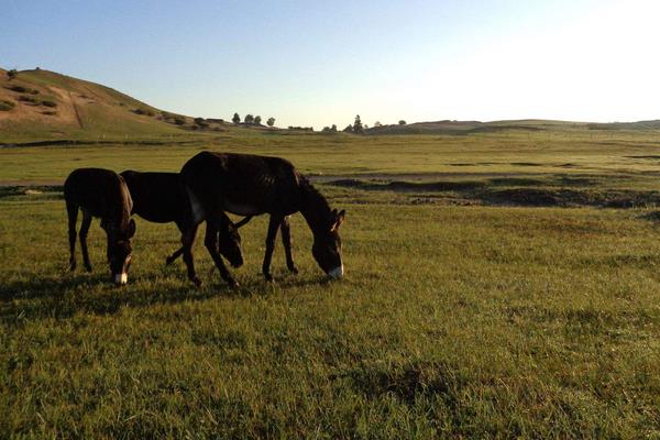 驴吃什么 驴宝是什么